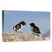 East Urban Home Norway Spitsbergen 'Little Auk Pair' Photographic Print on Wrapped Canvas in Blue/Gray | 20 H x 30 W x 1.5 D in | Wayfair