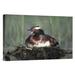 East Urban Home North America 'Horned Grebe Parent Calling While Incubating Eggs on Floating Nest' - Photograph Print on Canvas Canvas | Wayfair