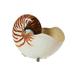 Rosecliff Heights Seabridge Tiger Nautilus Sculpture in Brown/White | 7 H x 7 W x 4 D in | Wayfair ROHE7365 44025333