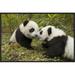 East Urban Home 'Giant Panda Two Cubs Touching Noses' Framed Photographic Print on Canvas in Brown/Green | 16 H x 24 W x 1.5 D in | Wayfair