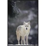 East Urban Home 'Timber Wolf Female' Framed Photographic Print on Canvas in Gray/Green | 30 H x 20 W x 1.5 D in | Wayfair URBH4683 38223134