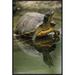 East Urban Home 'Yellow-Bellied Slider Turtle' Framed Photographic Print on Canvas in Gray/Green | 30 H x 20 W x 1.5 D in | Wayfair