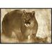 East Urban Home 'Mountain Lion Portrait' Framed Photographic Print on Canvas in Brown | 20 H x 30 W x 1.5 D in | Wayfair URBH4493 38222376