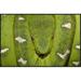 East Urban Home 'Emerald Tree Boa Coiled' Framed Photographic Print on Canvas in White | 24 H x 36 W x 1.5 D in | Wayfair URBH4970 38224257