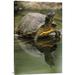 East Urban Home 'Yellow-Bellied Slider Turtle' Photographic Print on Canvas in White | 36 H x 1.5 D in | Wayfair URBH7473 38403465