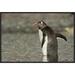 East Urban Home 'Gentoo Penguin Wading' Framed Photographic Print on Canvas in Gray | 16 H x 24 W x 1.5 D in | Wayfair URBH4091 38220767