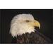 East Urban Home 'Bald Eagle Portrait' Framed Photographic Print on Canvas in Black | 20 H x 30 W x 1.5 D in | Wayfair URBH4387 38221959