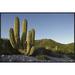 East Urban Home 'Giant Cardon Cactus Santa Catalina Island' Framed Photographic Print on Canvas in White | 24 H x 36 W x 1.5 D in | Wayfair
