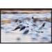 East Urban Home 'Snow Goose Flock Flying Over Wetland' Framed Photographic Print on Canvas Canvas | 16 H x 24 W x 1.5 D in | Wayfair