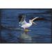 East Urban Home 'American White Pelican Landing' Framed Photographic Print on Canvas in Blue/White | 16 H x 24 W x 1.5 D in | Wayfair