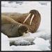 East Urban Home 'Walrus Male & Female on Ice Floe' Framed Photographic Print on Canvas in Brown/White | 30 H x 30 W x 1.5 D in | Wayfair