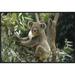 East Urban Home 'Koala Male' Framed Photographic Print on Canvas in Brown/Green | 20 H x 30 W x 1.5 D in | Wayfair URBH5524 38226481