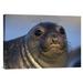 East Urban Home 'Northern Elephant Seal Pup' Photographic Print on Canvas in Blue/Brown | 25.56 H x 36 W x 1.5 D in | Wayfair URBH7427 38403296