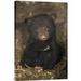 East Urban Home 'Black Bear 7 Week Old Cub' Photographic Print on Canvas in Black/Brown | 24 H x 1.5 D in | Wayfair URBH8247 38406353