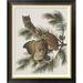 Global Gallery Little Screech Owl or Mottled Owl by John James Audubon - Picture Frame Graphic Art Print on Canvas Canvas, in Black/Green | Wayfair