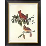 Global Gallery Cardinal Grosbeak by John James Audubon - Picture Frame Graphic Art Print on Canvas Canvas, in Black/Green | Wayfair