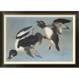 Global Gallery Golden-Eye Duck by John James Audubon - Picture Frame Graphic Art Print on Canvas Canvas, in Black | 30 H x 42 W x 1.5 D in | Wayfair