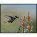 Global Gallery Magnificent Hummingbird Male Foraging, Costa Rica by Tim Fitzharris Framed Photographic Print on Canvas | Wayfair