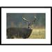 Global Gallery Tailed Deer Portrait, North America by Tim Fitzharris Framed Photographic Print Paper in Gray/Green | 22 H x 1.5 D in | Wayfair