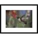 Global Gallery Broad-Tailed Hummingbird Feeding on the Nectar of a Scarlet Bugler Flower | 18 H x 1.5 D in | Wayfair DPF-397063-1218-266