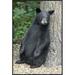 Global Gallery Black Bear Cub Leaning Against Tree, Orr, Minnesota by Matthias Breiter Framed Photographic Print on Canvas Paper in White | Wayfair