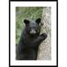 Global Gallery Bear Cub in Tree Safe from Danger, Orr, Minnesota by Matthias Breiter Framed Photographic Print Paper in White | Wayfair