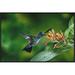 Global Gallery Blue-Chested Hummingbird Albino Male Feeding at & Pollinating Flowers Lowland Rainforest | 20 H x 30 W x 1.5 D in | Wayfair