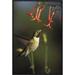 Global Gallery Broad-Tailed Hummingbird Feeding on Scarlet Gilia Flowers, New Mexico by Tim Fitzharris Framed Photographic Print on Canvas | Wayfair