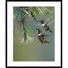 Global Gallery Bellied star Hummingbird Feeding on Flower, Costa Rica by Tim Fitzharris Framed Photographic Print Paper in Brown | Wayfair