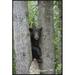 Global Gallery Black Bear Juvenile Male in Tree, Orr, Minnesota by Matthias Breiter Framed Photographic Print on Canvas Paper in White | Wayfair