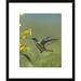 Global Gallery Andean Emerald Hummingbird Feeding on a Flower, Ecuador by Tim Fitzharris Framed Photographic Print Paper in Green | Wayfair