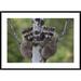 Global Gallery Raccoon Two Babies Climbing Tree, North America by Tim Fitzharris Framed Photographic Print Paper in Green | 30 H x 1.5 D in | Wayfair