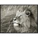 Global Gallery 'African Lion, Masai Mara, Kenya' by Frank Krahmer Framed Photographic Print on Canvas in Black/White | Wayfair GCF-463589-1824-175