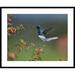 Global Gallery 'White-Necked Jacobin Hummingbird, Male Foraging, Costa Rica' Framed Photographic Print Paper in Brown | Wayfair DPF-396534-2432-266