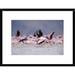 Global Gallery 'Lesser Flamingo Flock Taking Flight from the Surface of A Lake, Kenya' Framed Photographic Print Paper in Blue | Wayfair