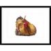 Global Gallery 'Domestic Chicken, Partridge Brahma, Cockerel, Sitting' Framed Photographic Print Paper in Brown/White | Wayfair DPF-397521-1218-266