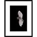 Global Gallery 'Sebas Short-Tailed Bat Flying, Michigan' Framed Photographic Print Paper in Black/Gray | 24 H x 18 W x 1.5 D in | Wayfair