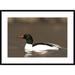 Global Gallery 'Common Merganser Male Swimming, Kensington Metropark, Milford, Michigan' Framed Photographic Print Paper in White | Wayfair