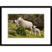 Global Gallery 'Domestic Sheep w/ Twin Lambs, Stony Bay, Banks Peninsula, Canterbury, New Zealand' Framed Photographic Print Paper | Wayfair