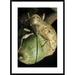 Global Gallery 'Black Oak Acorn Weevil on Acorn, Massachusetts' Framed Photographic Print Paper in White | 36 H x 26 W x 1.5 D in | Wayfair
