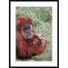 Global Gallery 'Sumatran Orangutan Mother Holding Baby, Native to Sumatra' Framed Photographic Print Paper in White | 36 H x 26 W x 1.5 D in | Wayfair