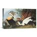 Global Gallery 'Eider Duck' by John James Audubon Painting Print on Wrapped Canvas Canvas | 13.9 H x 22 W x 1.5 D in | Wayfair GCS-197954-22-142