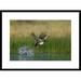 Global Gallery 'Gadwall Duck Taking Flight from Water, New Mexico' Framed Photographic Print Paper in Green | 22 H x 30 W x 1.5 D in | Wayfair