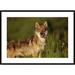 Global Gallery 'Timber Wolf Portrait, North America' Framed Photographic Print Paper in Brown/Green | 30 H x 42 W x 1.5 D in | Wayfair