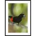 Global Gallery 'Scarlet-Rumped Tanager Male, Costa Rica' Framed Photographic Print Paper in Black/Green | 42 H x 30 W x 1.5 D in | Wayfair