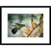 Global Gallery 'Green Violet-Ear Hummingbird Feeding, Monteverde Cloud Forest, Costa Rica' Framed Photographic Print Paper in Gray/Green | Wayfair