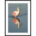 Global Gallery 'Roseate Spoonbill Wading, Fort Myers Beach, Florida' Framed Photographic Print Paper in Gray | 42 H x 30 W x 1.5 D in | Wayfair