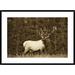 Global Gallery 'Elk or Wapiti Male Portrait, North America - Sepia' Framed Photographic Print Paper in Brown | 30 H x 38 W x 1.5 D in | Wayfair