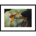 Global Gallery 'Sulawesi Red-Knobbed Hornbill Male Delivering Figs To Female, Sulawesi, Indonesia' Framed Photographic Print Paper | Wayfair