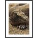 Global Gallery 'Komodo Dragon Male Basking, Komodo Np, Komodo Island, Indonesia' Framed Photographic Print Paper in Brown | Wayfair